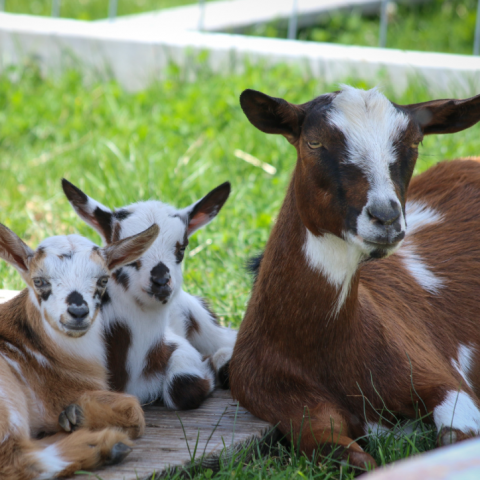 Mini Alpine & Nigerian Dwarf Goats | Rusty Bench Farm and Orchard