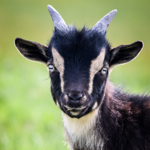 Mini Alpine & Nigerian Dwarf Goats | Rusty Bench Farm and Orchard