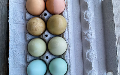 Taste the Rainbow: Rusty Bench Farm Egg Order List