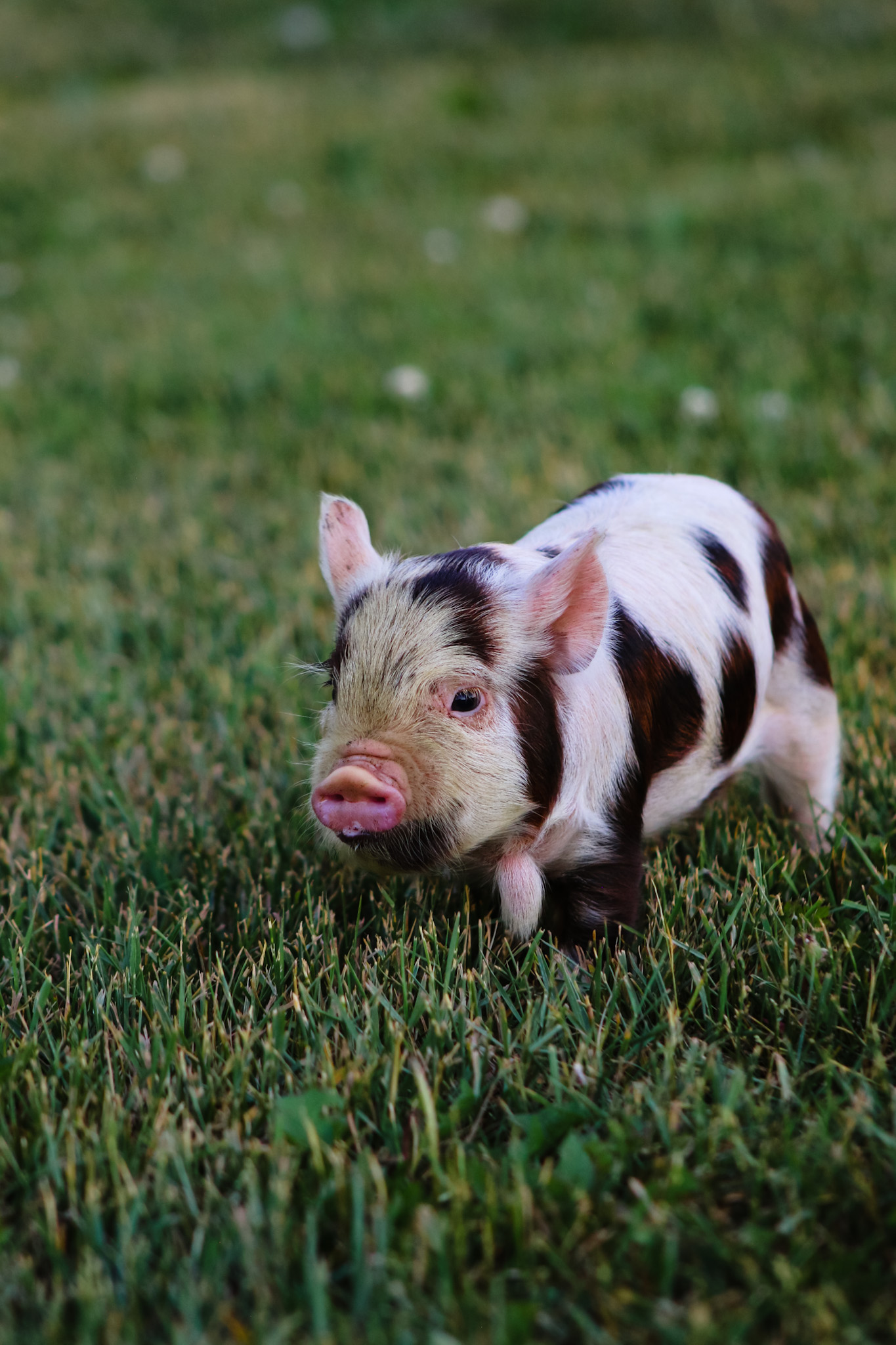 KuneKune Piglets 2021 | Rusty Bench Farm And Orchard