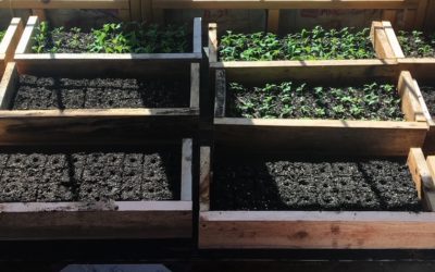 Starting Seeds With Soil Blocks